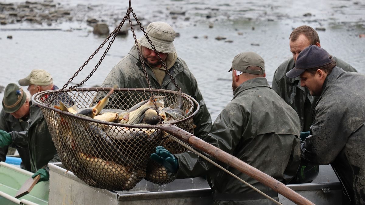 Rybáři na severu Moravy zahájili podzimní výlovy